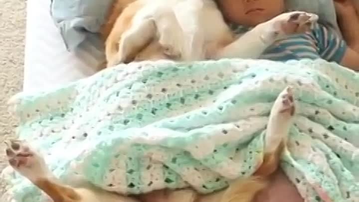 Пёс и ребёнок спят вместе