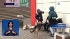 Бездомные собаки нападают на жителей Ахтубинска