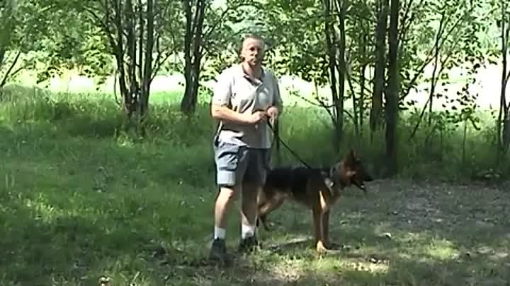 Дрессировка собак  ОКД собак  базовые упражнения 1