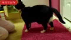 Толстый кот - забавный кот против дверей