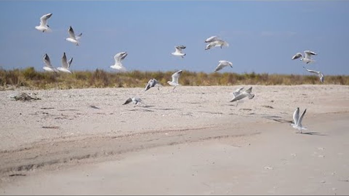 Птицы на морском берегу.