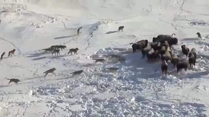 Охота волков на бизонов