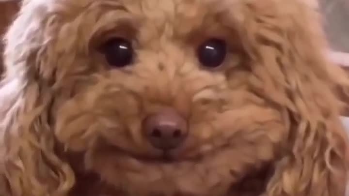 Пудель груша фото Пудель груша фото