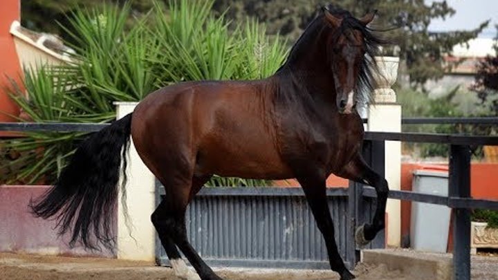 Андалузская лошадь фото Андалузская лошадь фото