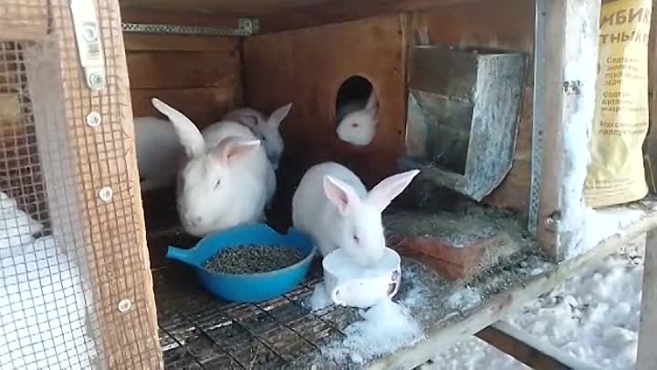 видео отзыв кролики