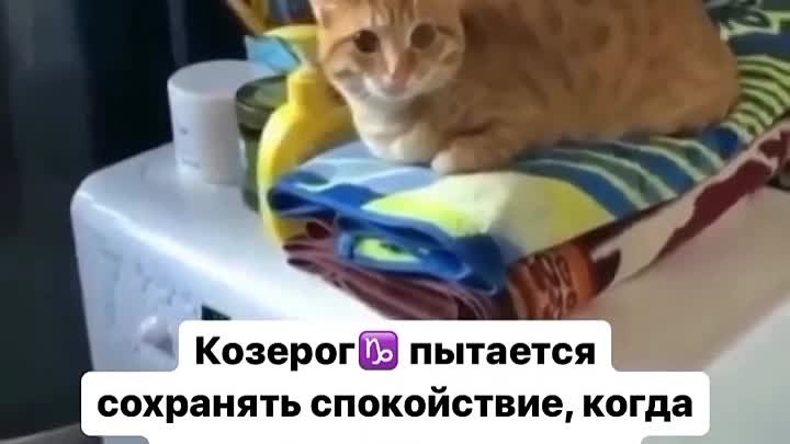 Если бы знаки зодиака были котиками.mp4