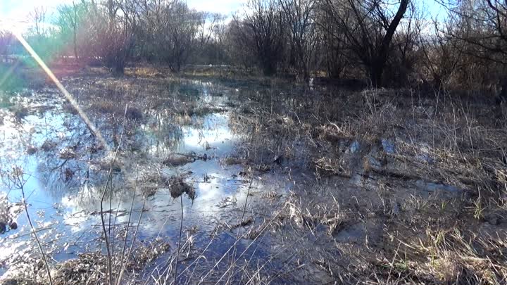 Заливной лужок наполнен водой. Солнышко играет широко и весело !!! А ...