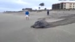 Гигантская морская черепаха размером с человека
