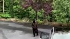Медведь угоняет автомобиль