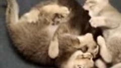 Котята шотландской вислоухой кошки, 5 недель 