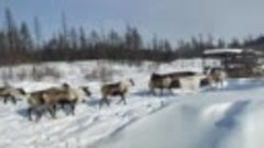 Граница Якутии