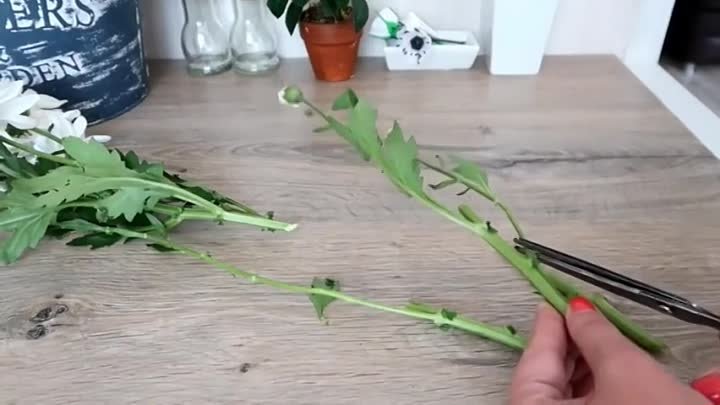 Как укоренить хризантему из букета! Берём на заметку