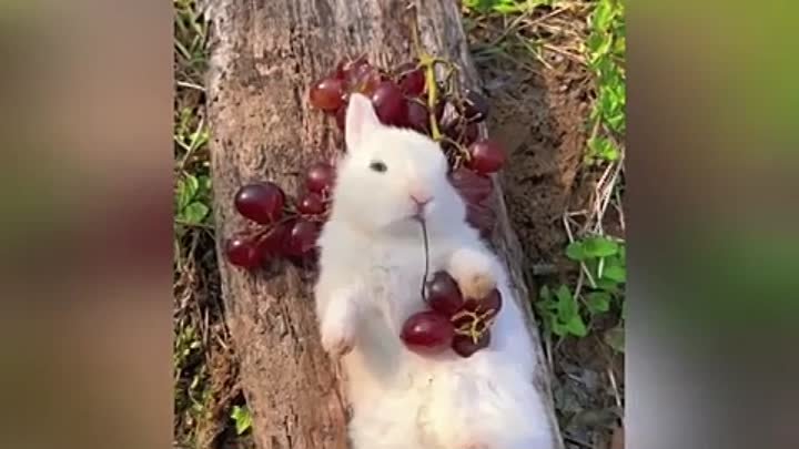 Кролик с виноградной начинкой