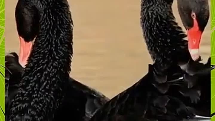 Эти прекрасные черные лебеди!.. 💕