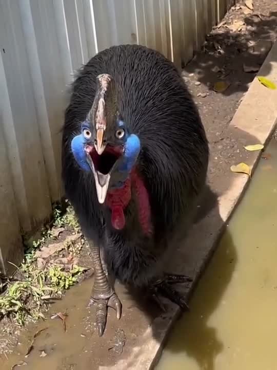 Опасные птицы фото Опасные птицы фото