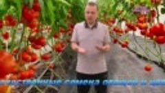 Когда посеять томаты на рассаду- точные сроки для посева сем...