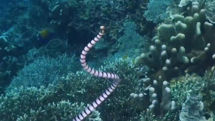 Полосатая морская змея выплывает на воздух у острова Халмахера.