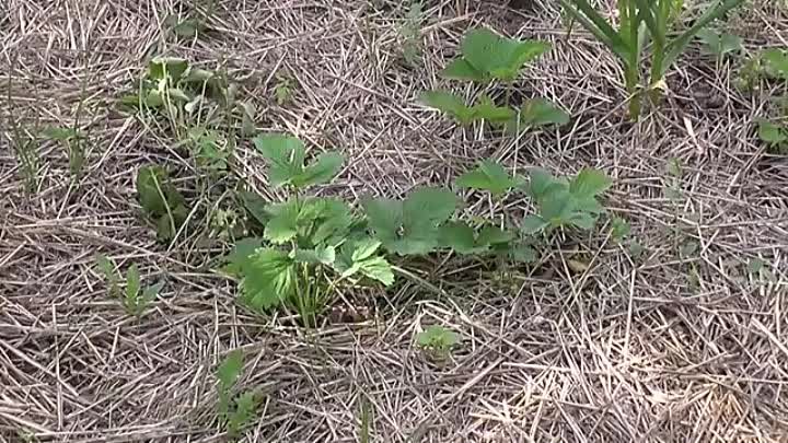 Капельный полив своими руками для дачи без затрат