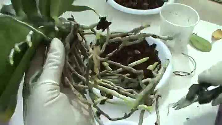 Пересадка орхидей