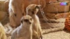 В Тюмени родились кошачьи лемуры и игрунки белоухие