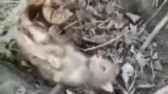 Маленького плачущего лисенка спасли в Ростовской области