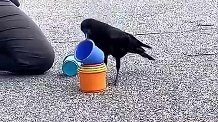 Очень умная птичка