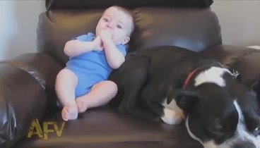 Ребенок пукнул собака чуть не сдохла