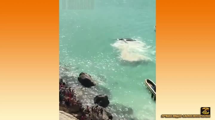 Касатка выбросилась на берег, отдыхающие спасли её    #ЛучшееВидео
