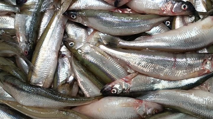 Доставка осетрович рыбы и морепродуктов в спб