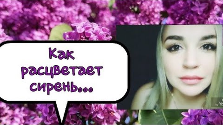 /Как расцветает сирень.../ Ирина Самарина-Лабиринт