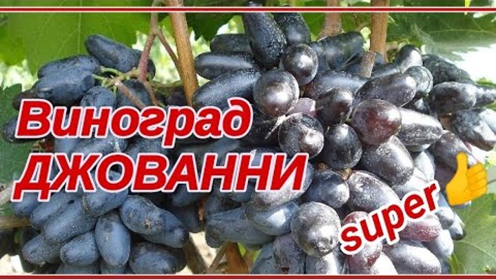 виноград Г/Ф ДЖОВАНИ