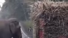 Слон в Таиланде научился грабить грузовики с сахарным тростн...