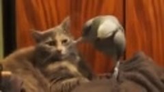 Попугай допрашивает кота