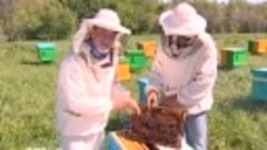 Пчеловодство башкортостана