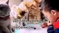 Зачем нужен кот )))
