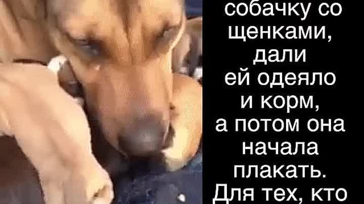 Зоо муж с собакой