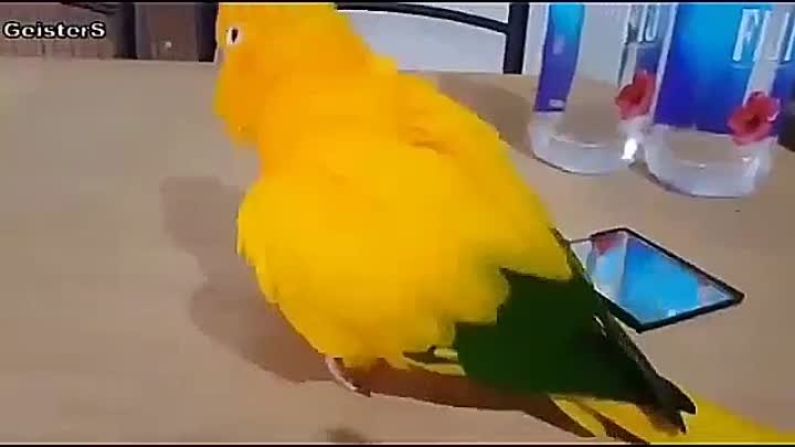 Позитивный попугай