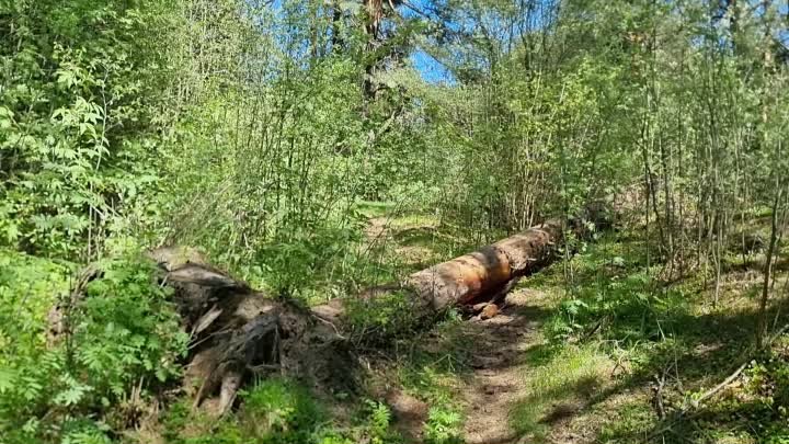 Весна уже скоро! Прогулка по реке и по лесу. Прошлый год.