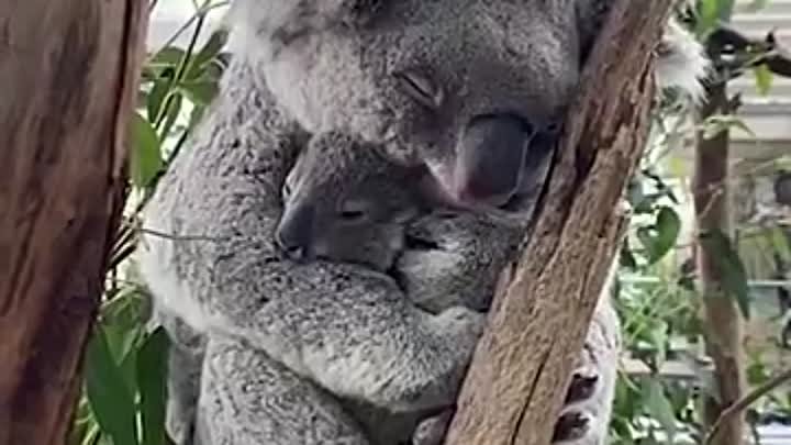 Мама-коала