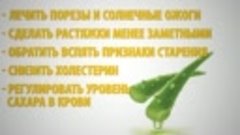 6 Растений Для Спальни, Которые Улучшат Ваш Сон