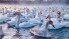 На лебедей с озера Светлое можно смотреть бесконечно