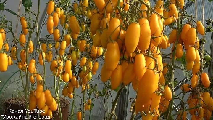 Банановые ноги описание сорта фото отзывы Банановые ноги описание сорта фото отзывы