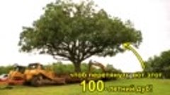 Как перевозят деревья (100 - летний дуб) Old Oak Move