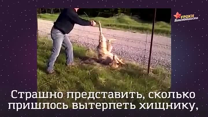 Человек спас волка