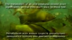 Pike attack Wolf Tail under water. Fishing camera Рыбалка щу...