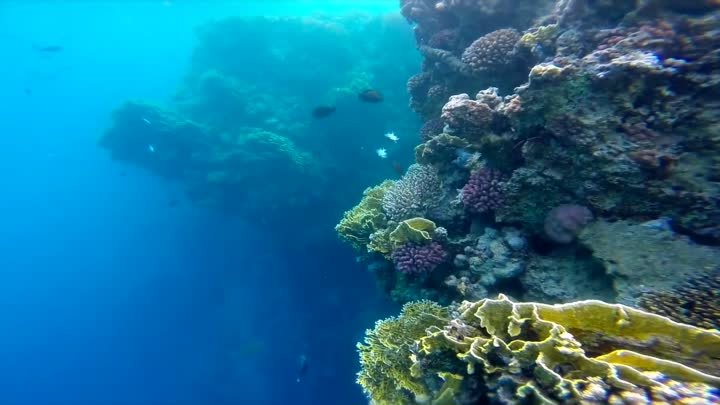 This is Egypt. Red Sea Marsa Alam