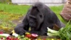 Самая старая горилла в мире отмечает 66-летие