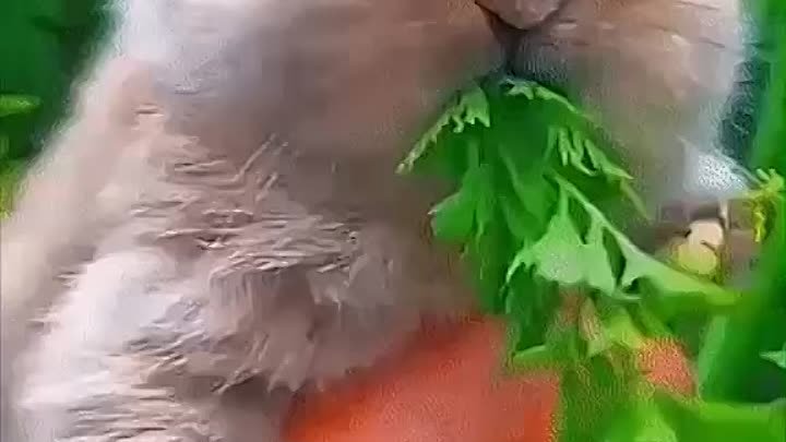 Кролик🤗Кролик кушает морковку🥕Rabbit😍Beautiful rabbit😍Rabbit carrot