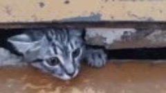 Котёнок нашёл запасной выход из подпола