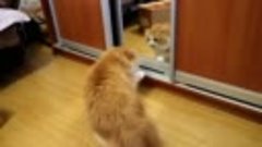 Кот увидел себя в зеркале! Прикол